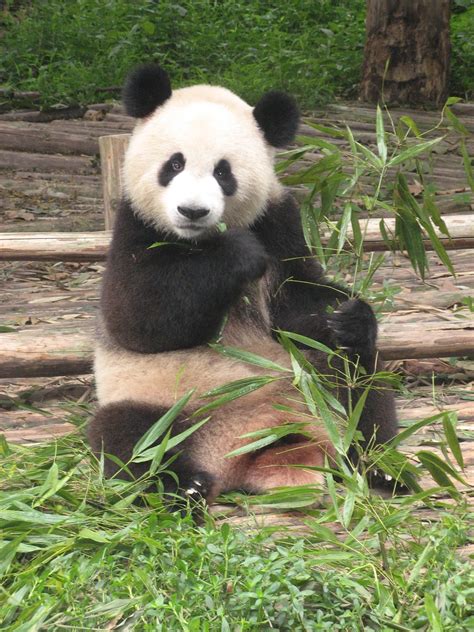 Animals Pictures Giant Panda