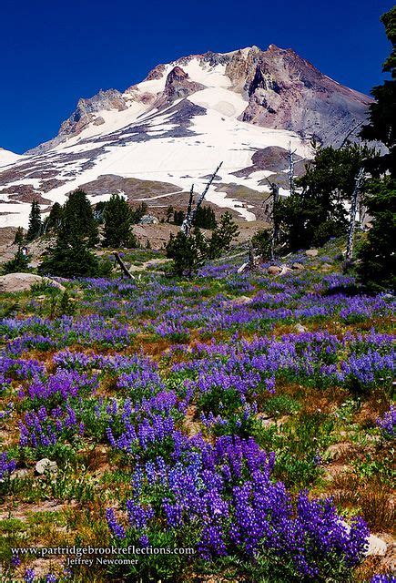 Mount Hood Meadow Oregon Travel Wild Flowers Beautiful Places