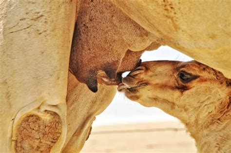 🐫 Camello Características Y Curiosidades Animales Salvajes