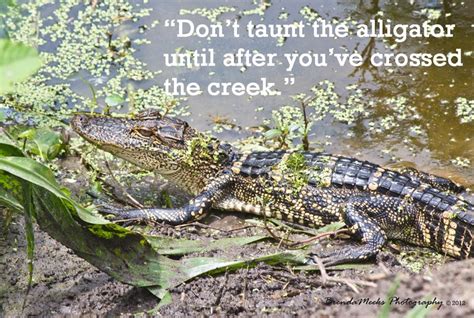 Alligator Quotes Quotesgram