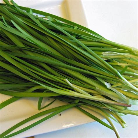 Get daun meaning in english at best online dictionary website. SUNGGUH LUAR BIASA MANFAAT DAN KHASIAT DAUN KUCAI BACALAH ...