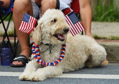 6 Tips From A Vet To Keep Your Pets Safe On July Fourth Kqed