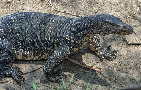 Cannundrums Asian Water Monitor