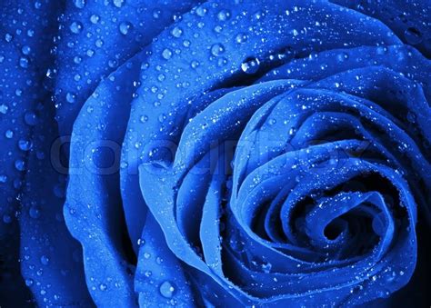 Blue Rose Flower With Water Droplets Stock Image Colourbox