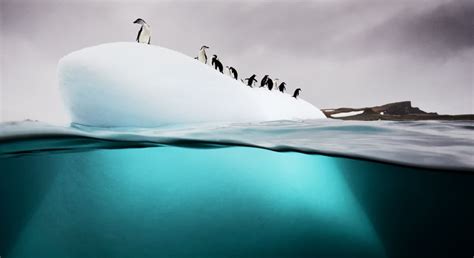 Breathtaking Underwater Photos Capture Exotic Marine Life In Remote