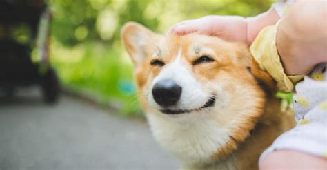 Why Do Animals Like Being Petted A Z Animals