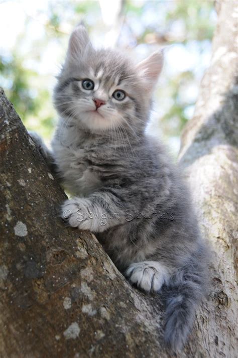 Siberian Cat And Kitten Colours