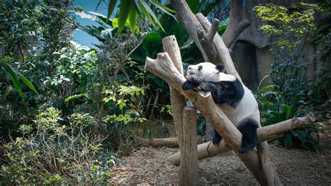 River Safari 08 Giant Panda Forest Giant Panda Kai Kai 0 Flickr