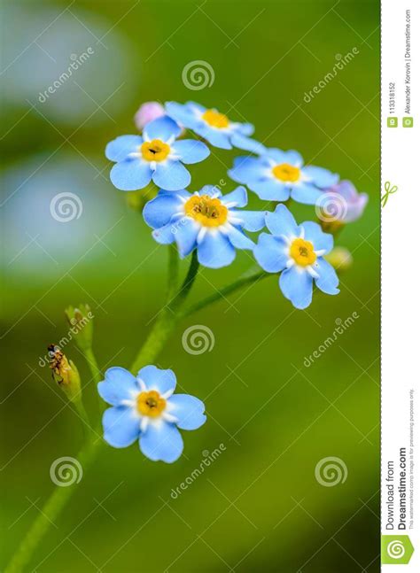 Forest Flowers Of Forget Me Not Blossomed In Small Blue Buds Stock