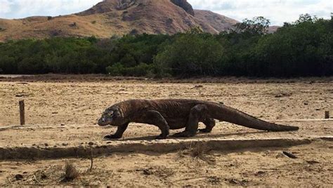 Jokowi lahir di surakarta pada 21 juni 1961 dari pasangan noto mihardjo dan sudjatmi. Habitat Komodo Diinvasi, Presiden Jokowi Didesak Hentikan ...