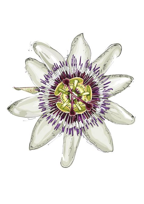Passiflora Print In 2020 Passion Flower Flower Art Flower Drawing