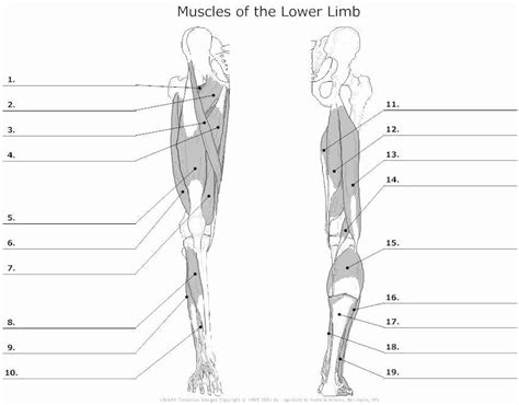 Muscle Diagram Worksheets New Muscle Worksheet Simple Template Design