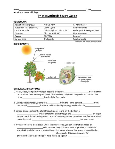 Photosynthesis Cheat Sheet
