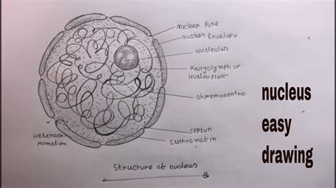 How To Draw Nucleus Step By Stepnucleus Diagram Class 9 Youtube