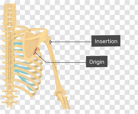 Latissimus Dorsi Muscle Teres Major Minor Origin And Insertion Anatomy Human Body Transparent Png