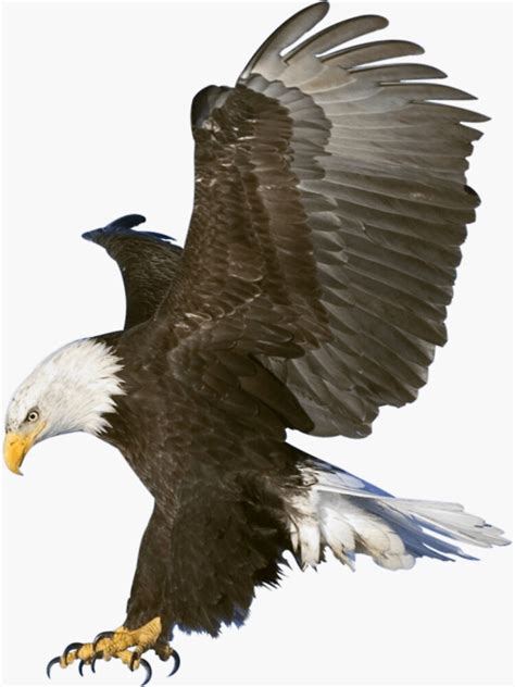 American Bald Eagle Swooping Photo Portrait Sticker For Sale By