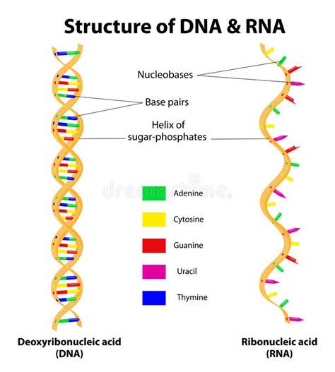 Vector vaccines (gamaleya national research centre for epidemiology and microbiology [nrcem; Structure DNA And RNA Molecule. Vector Stock Vector ...