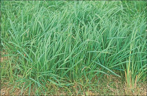 Orchard Grass Persist Green Cover Seed