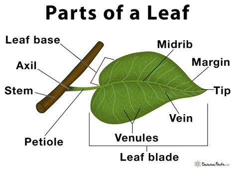 Parts Of A Leaf Their Structure And Functions With Diagram Parts Of