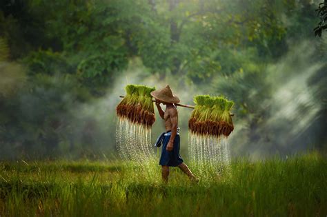 Free Photo Thai Rice Field Crop Crops Field Free Download Jooinn