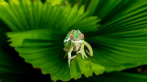 Chameleon Image National Geographic Your Shot Photo Of The Day