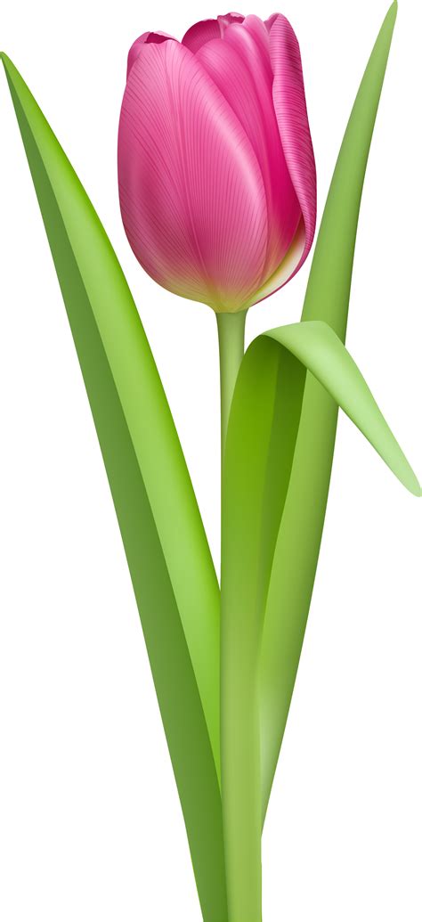 Tulipán Png