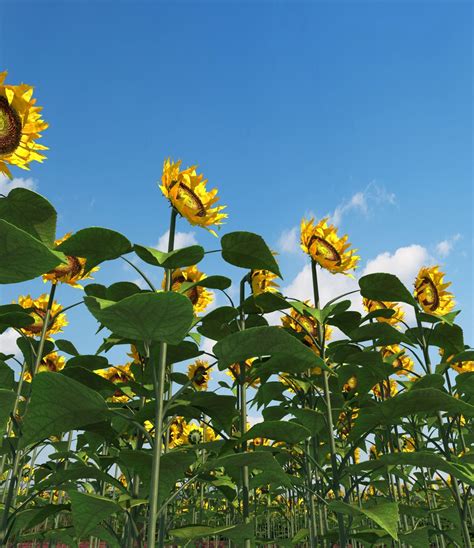 Sunflower Field 3d Model 25 Max Free3d