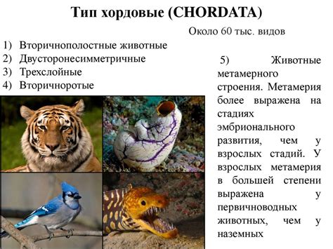 Курс зоологии (тип хордовые) - презентация онлайн