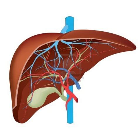 The liver is an organ only found. hepatic images | Liver diagram for assignment ~ Human ...