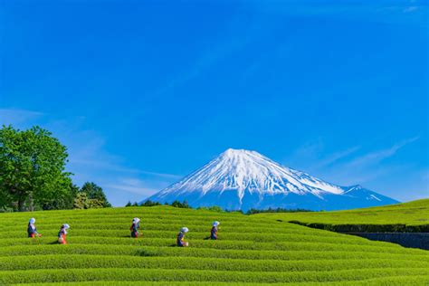 3 Of The Most Important Green Tea Growing Regions In Japan Tokyo