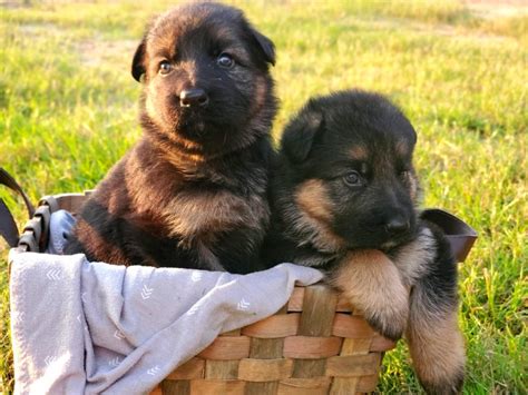 Heritage Hills Ranch German Shepherd Puppies For Sale In Texas