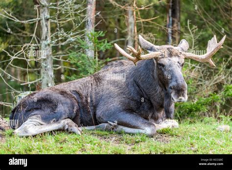 Old Moose Bull Lying Down For A Rest In Spruce Forest Stock Photo Alamy