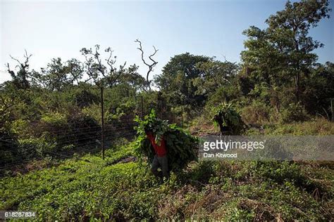 Chimpanzee Nest Photos And Premium High Res Pictures Getty Images