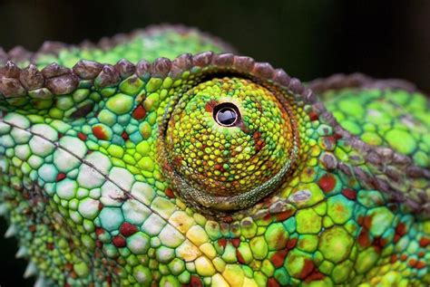 Panther Chameleon Eye Photograph By Philippe Psailascience Photo