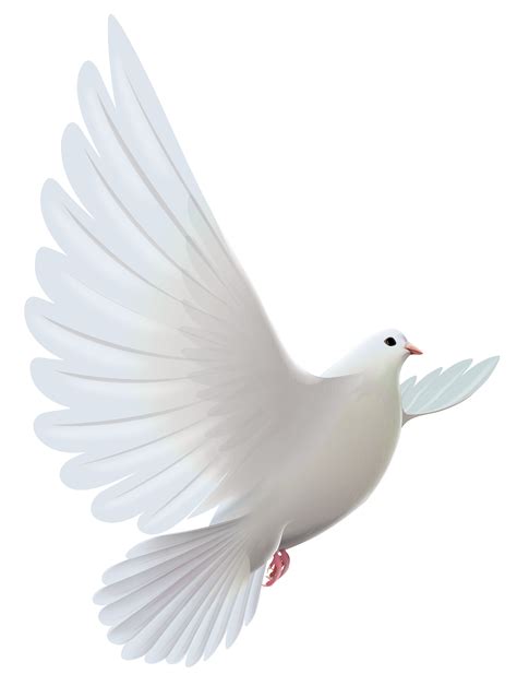 White Dove Transparent Png Clipart Птицы Рисунок птиц Силуэтная