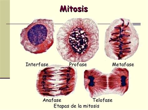 Mitosis Etapas De La Mitosis Interfase Profase Metafase Anafase