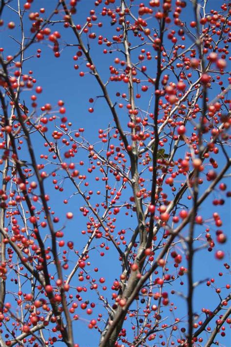 Flowering Tree Snowdrift Crabapple Malus X Snowdrift Shade Tree