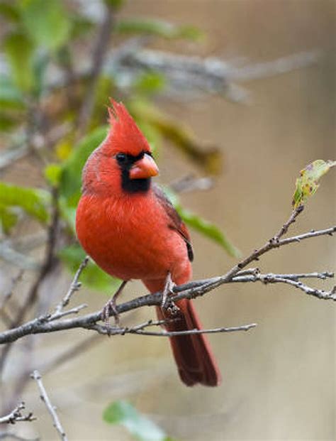 Nature Male Cardinals Offer Musical Appeal