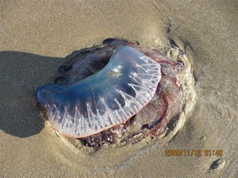 Man O War Jellyfish Photo South Padre Island Texas Blog The Beach