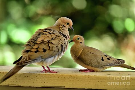 The Mourning Doves Mating Before Foreplay Photograph By Amazing