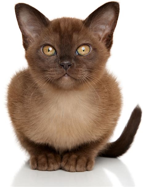 5 Things To Know About Burmese Cats Petful