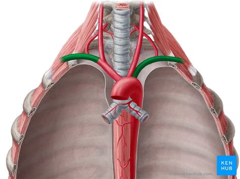 Subclavian Artery Anatomy Branches And Mnemonic Kenhub
