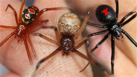 Red Vs Brown Vs Black Widow How Deadly Are Widow Spiders Really Ft