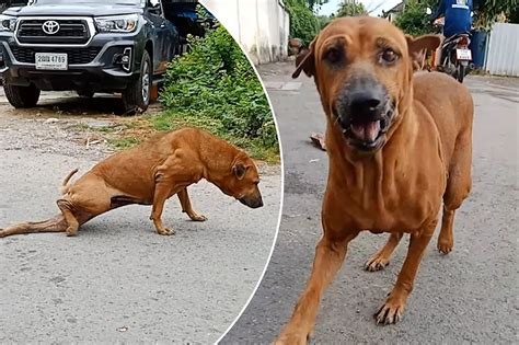 Dog Fakes Broken Leg To Get Pets And Treats From Tourists