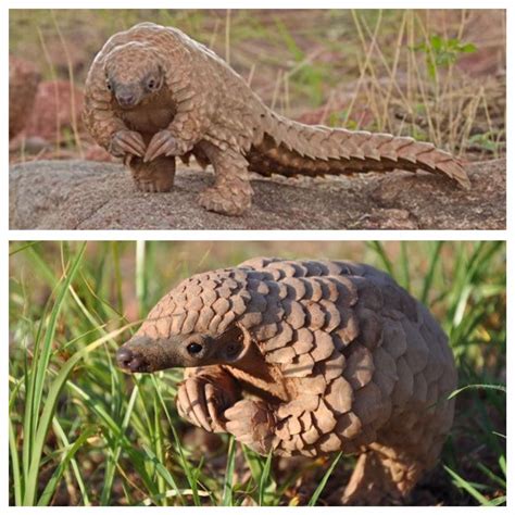 The current displayed furniture doesn't have an effect on attracting customers. Pangolin | Baby pangolin, Cute animals, Pangolin