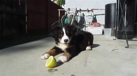 Bernese Mountain Dog Puppy Vs Lemon The Most Adorable Puppy