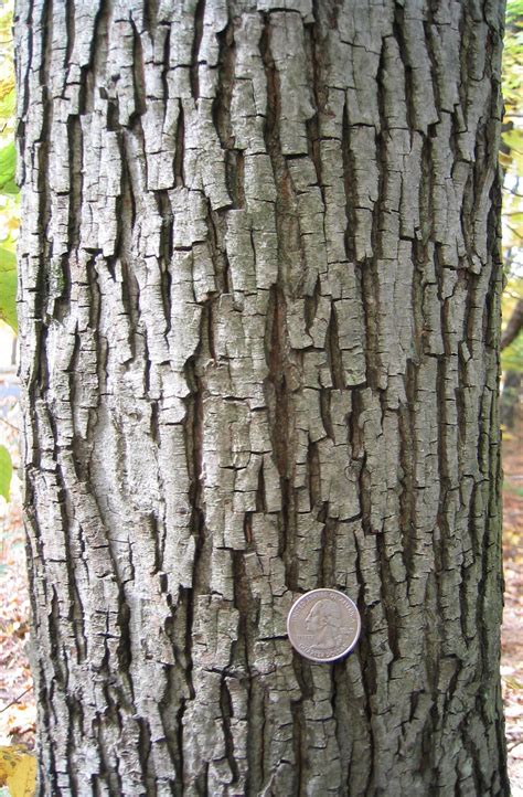 Bark A Field Guide To Trees Of The Northeast Know Your Trees
