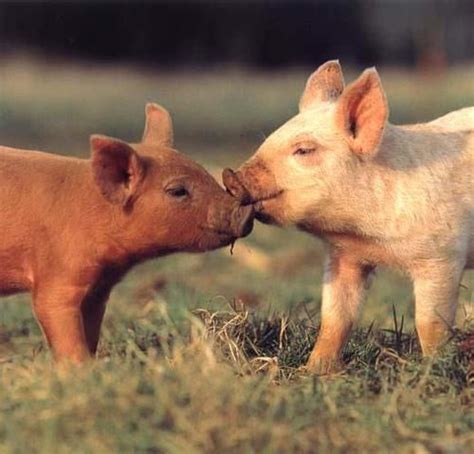 Piggy Love Cute Pigs Baby Pigs Animals Kissing