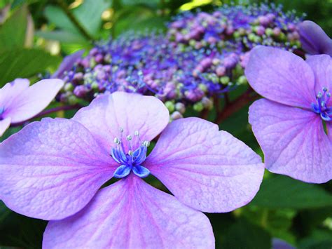 Hydrangea Flowers Art Prints Hydrangea Garden Giclee Art Prints Baslee