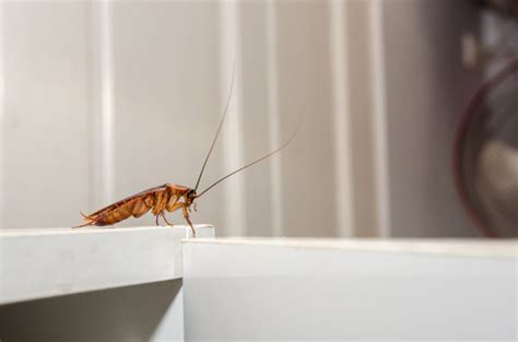 6 Foods That Attract Cockroaches Pest Control Singapore